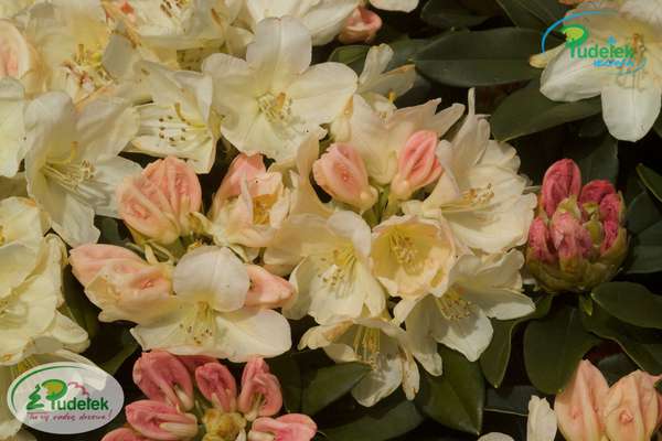 Rhododendron Golden Torch